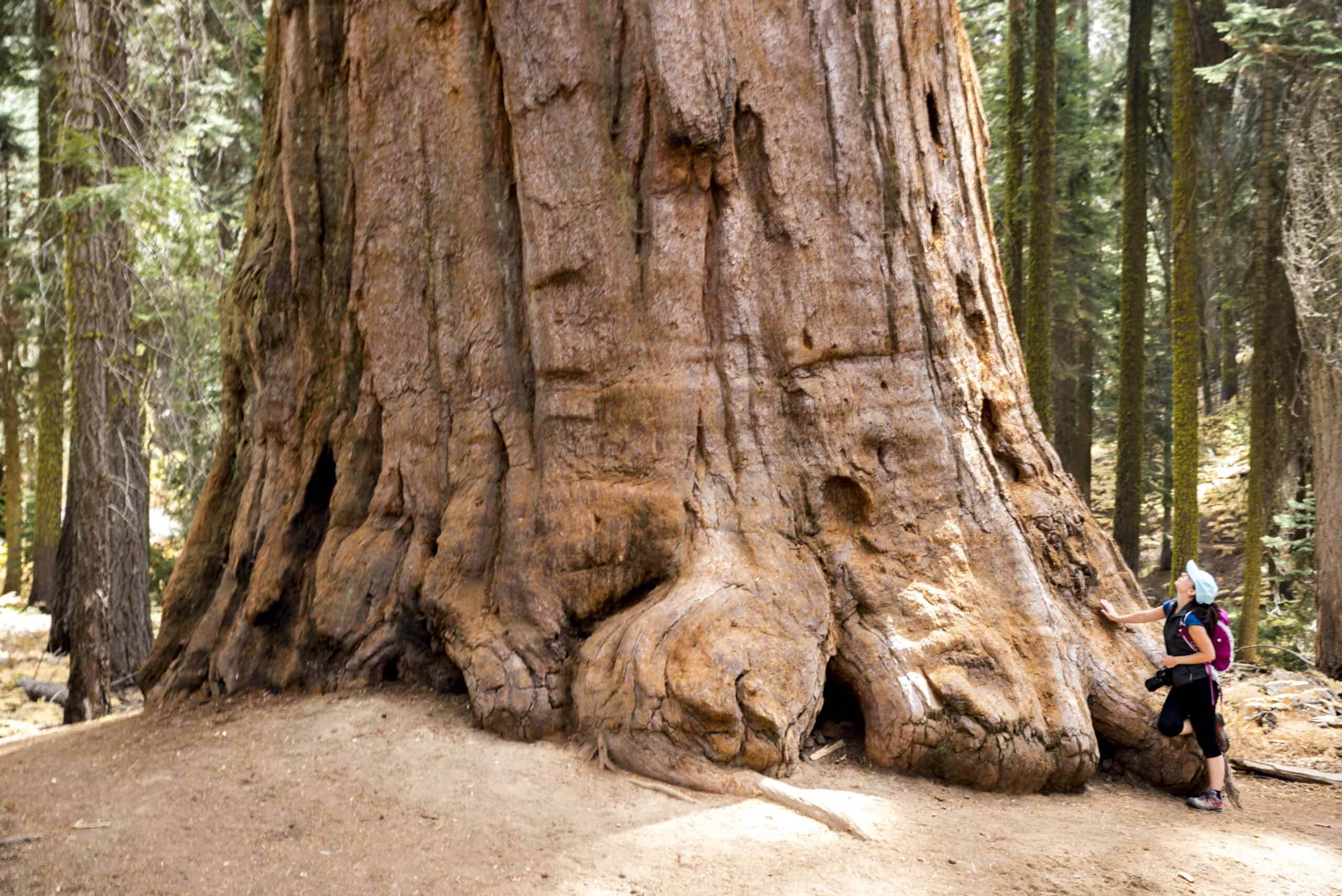A person standing next to a giant sequoia tree, demonstrating how huge a sequoia trunk can grow to be. It's amazing our potential in the right environment.