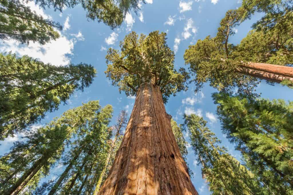 A picture of a sequoia tree from the ground looking up, demonstrating how tall they grow. It's amazing our potential in the right environment and if we're able to get our needs met. 