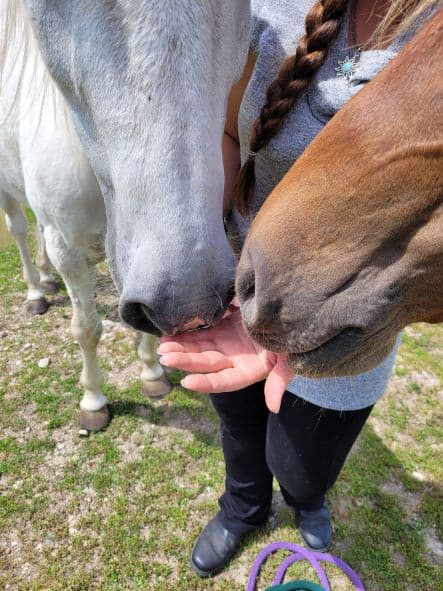 Horses gain information from us through their senses, and especially their sense of smell. 