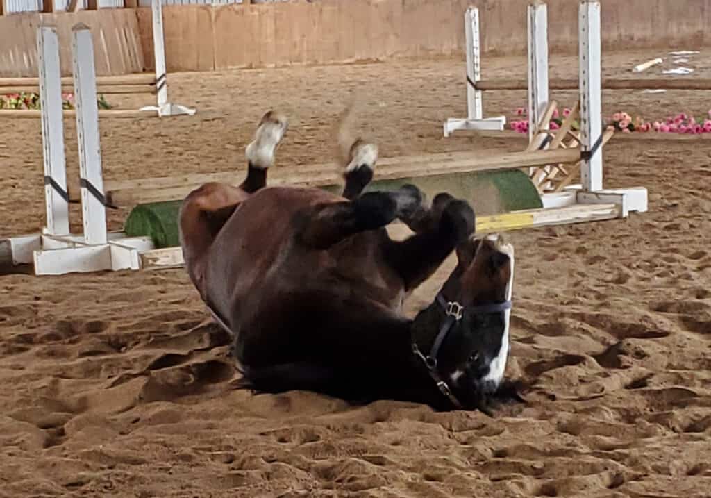 Scout, rolling in the arena during a session, showing his playful side. 